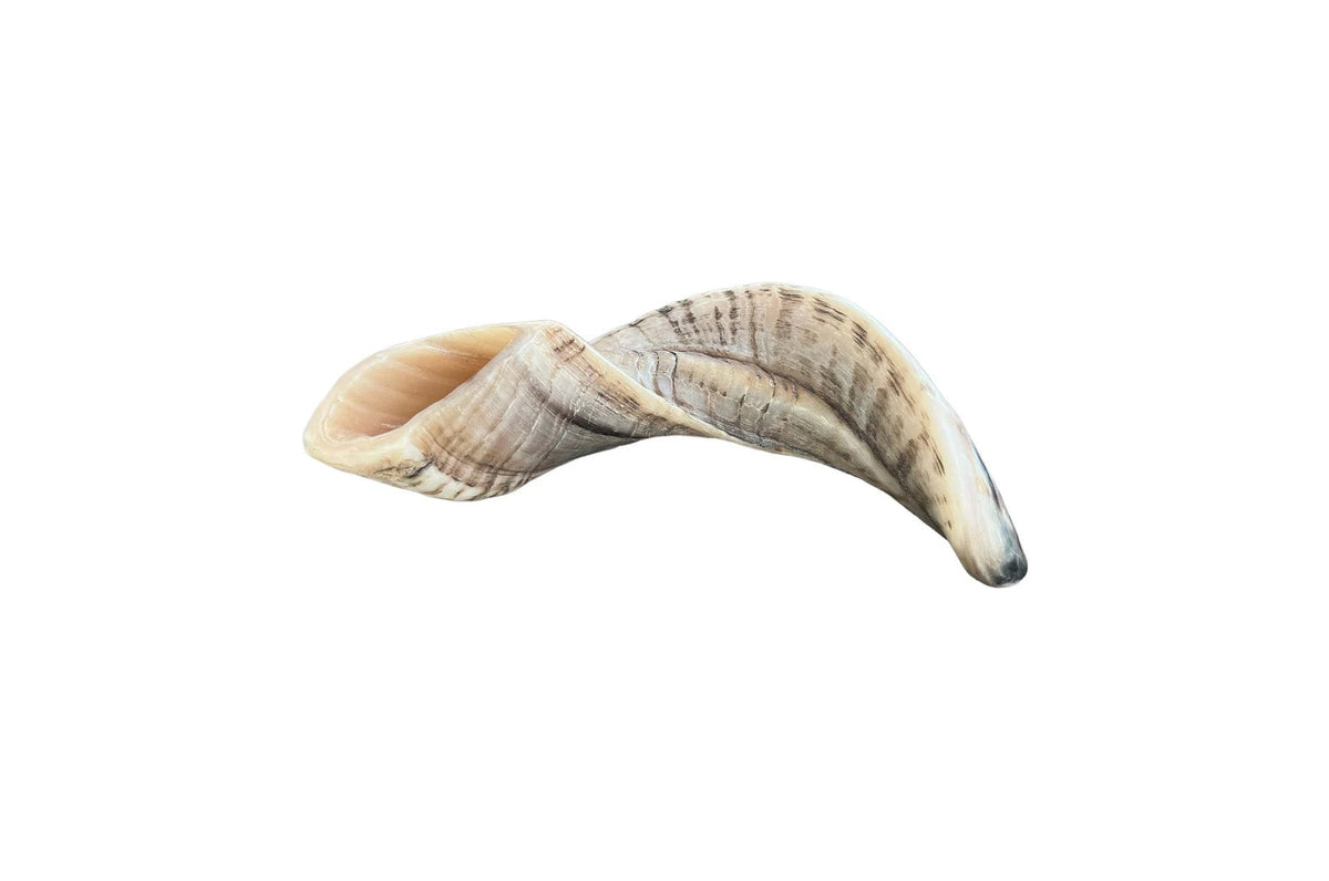 Rams Horn Shofar