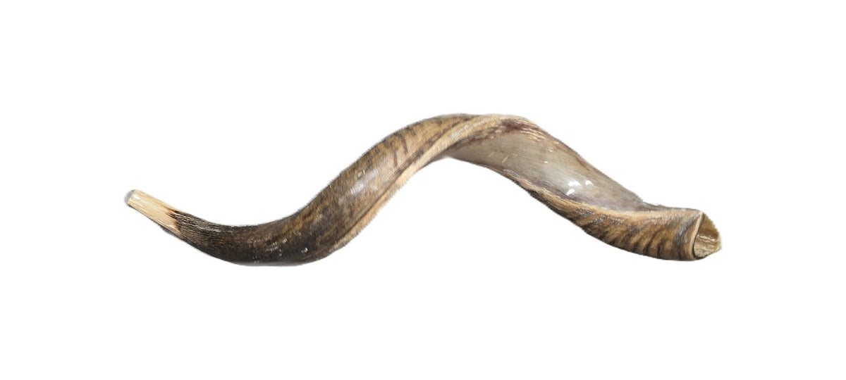 Yemenite Kudu Shofar