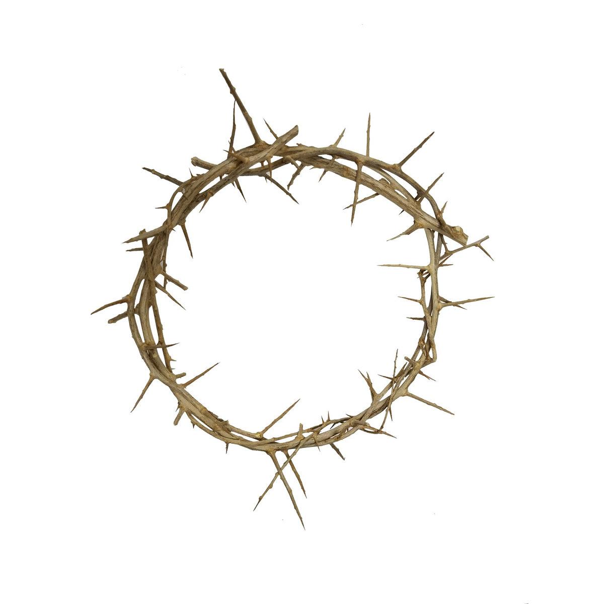 Crown Of Thorns