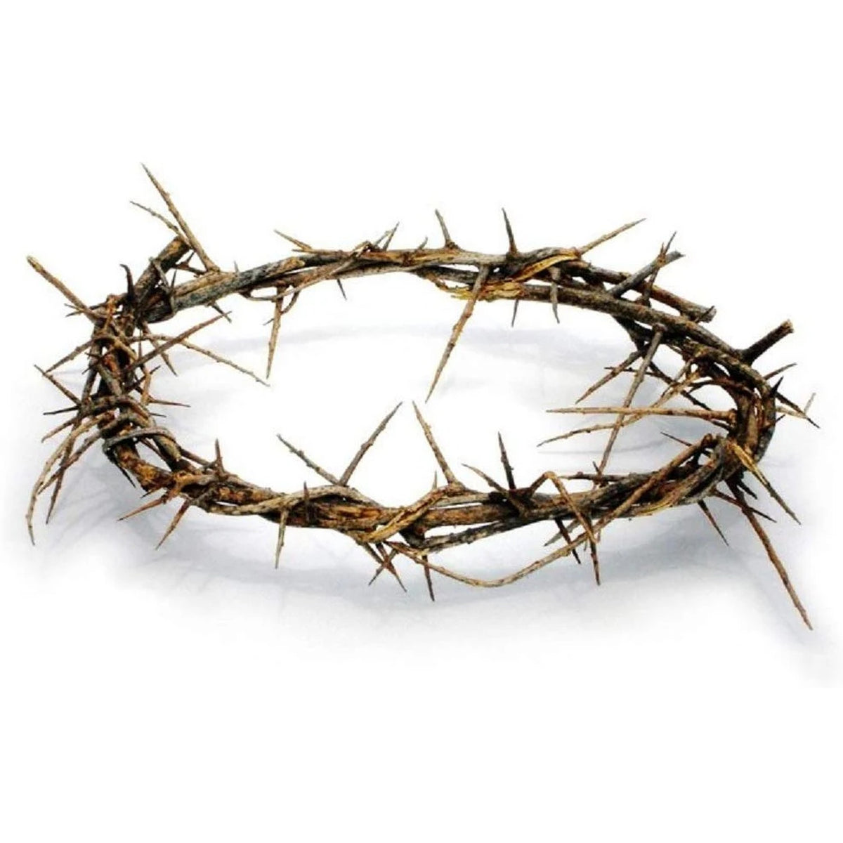 Crown of Thorns from Jerusalem 8" - Lion of Judah Market