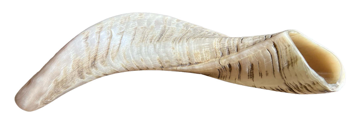 Kosher Ram Shofar 10"-12" Half Polished | Lion of Judah Market