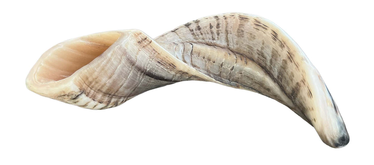 Kosher Ram Shofar 12"-14" Half Polished | Lion of Judah Market